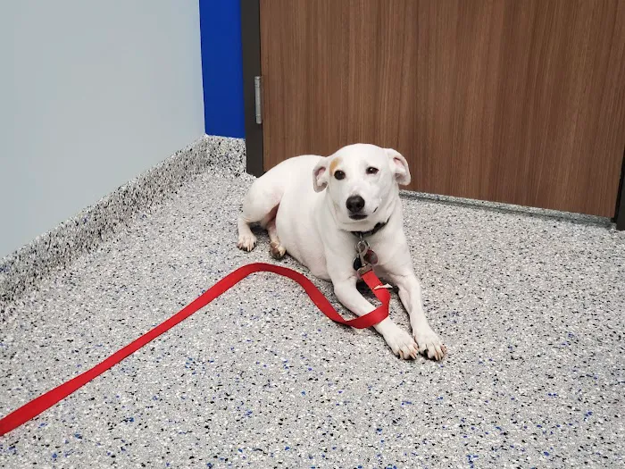 Bedrock Veterinary Specialists Picture 5