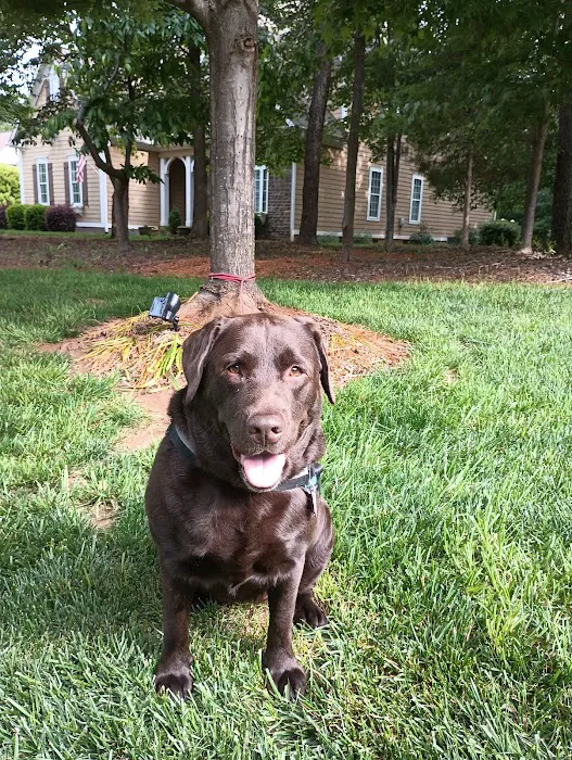 Bedrock Veterinary Specialists Picture 9