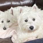North Mecklenburg Animal Hospital: James David DVM