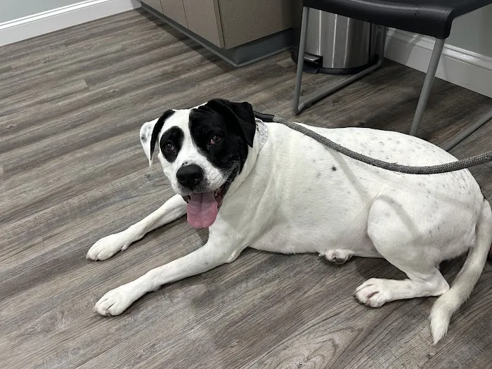 Hulin Veterinary Hospital Picture 7