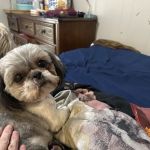 Hulin Veterinary Hospital