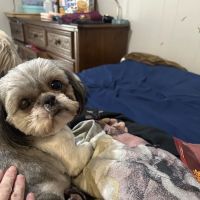 Hulin Veterinary Hospital ico