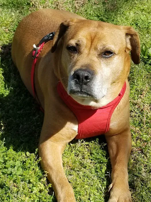 China Grove Animal Hospital Picture 6