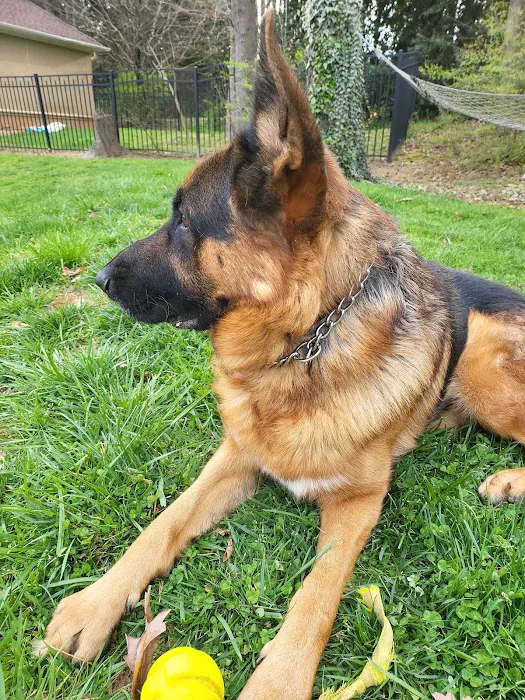 Animal Hospital of Kannapolis Picture 8