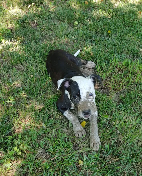 Animal Hospital of Kannapolis Picture 6