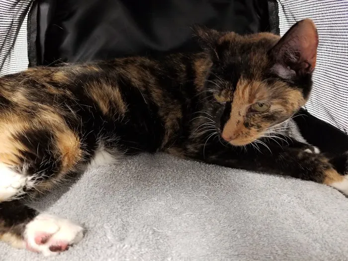 Animal Hospital of Kannapolis Picture 4