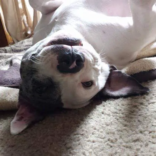 Pet Emergency and Trauma Services Picture 2