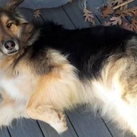 Denton Animal Hospital ico