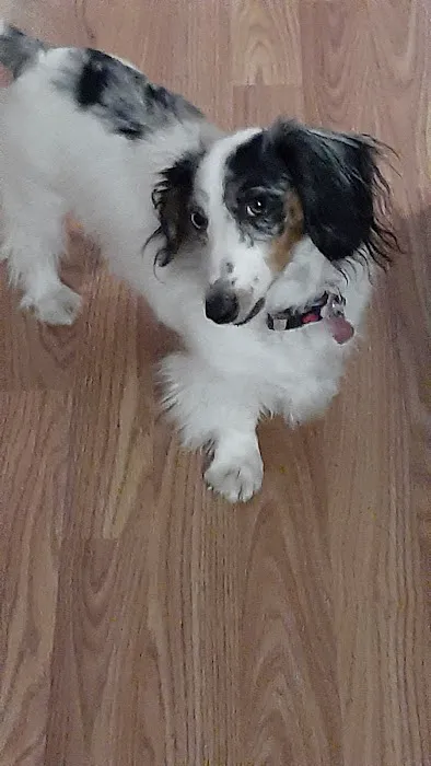 Denton Animal Hospital Picture 8
