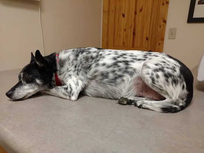 Avery Animal Hospital Picture 5