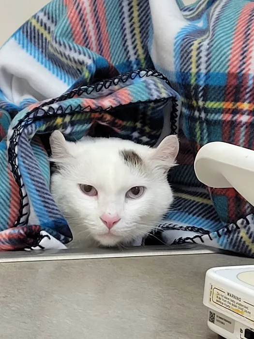 Avery Animal Hospital Picture 7