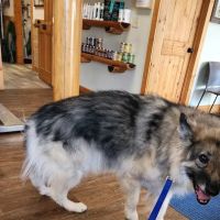 Avery Animal Hospital ico