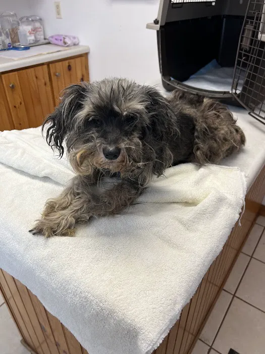 Roan Mountain Animal Hospital Picture 4