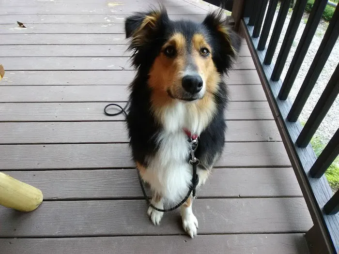 Roan Mountain Animal Hospital Picture 5