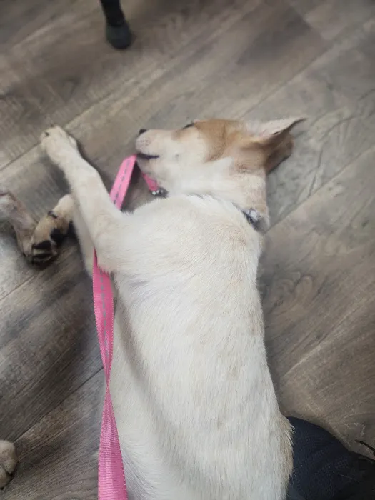 Lakeview Veterinary Hospital Picture 3