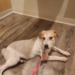 Lakeview Veterinary Hospital