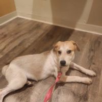 Lakeview Veterinary Hospital ico