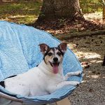 Dabney Drive Animal Hospital