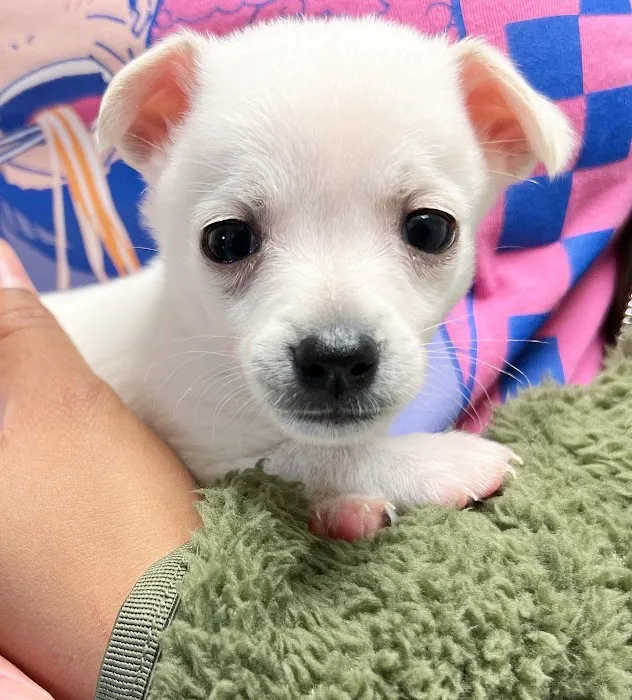 West Hills Veterinary Centre Picture 6