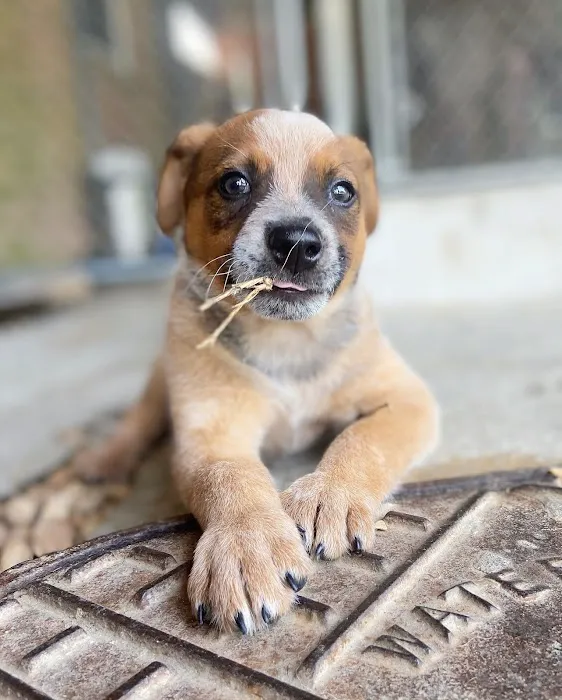 West Hills Veterinary Centre Picture 3