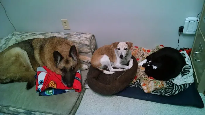 Tabbs Creek Animal Hospital Picture 1