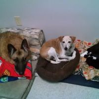 Tabbs Creek Animal Hospital ico