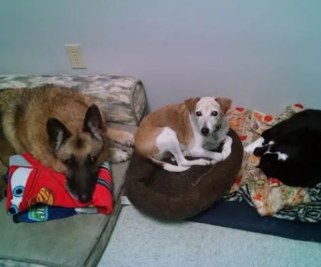 Tabbs Creek Animal Hospital