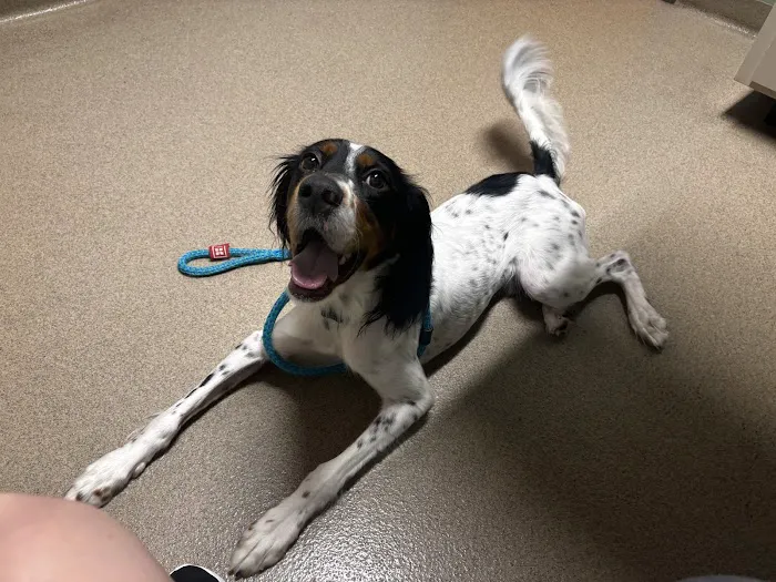 Oxford Veterinary Hospital Picture 1