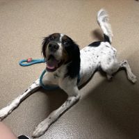 Oxford Veterinary Hospital ico