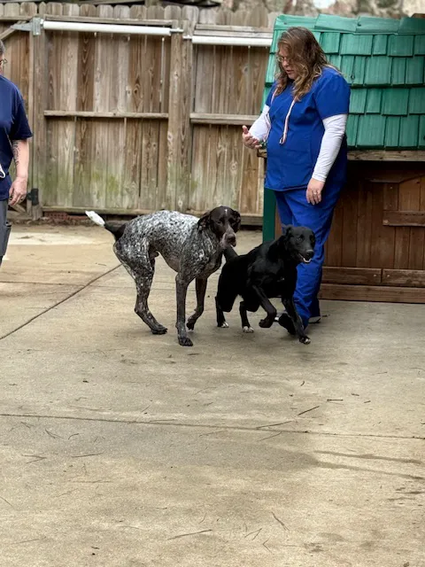 Mitchell Mill Animal Hospital Picture 4