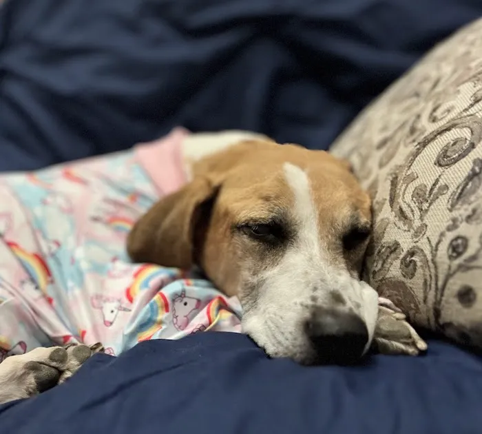 BluePearl Pet Hospital Picture 9