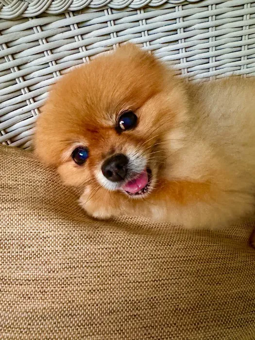 BluePearl Pet Hospital Picture 10