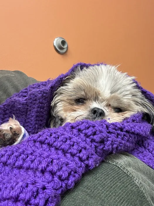 BluePearl Pet Hospital Picture 5