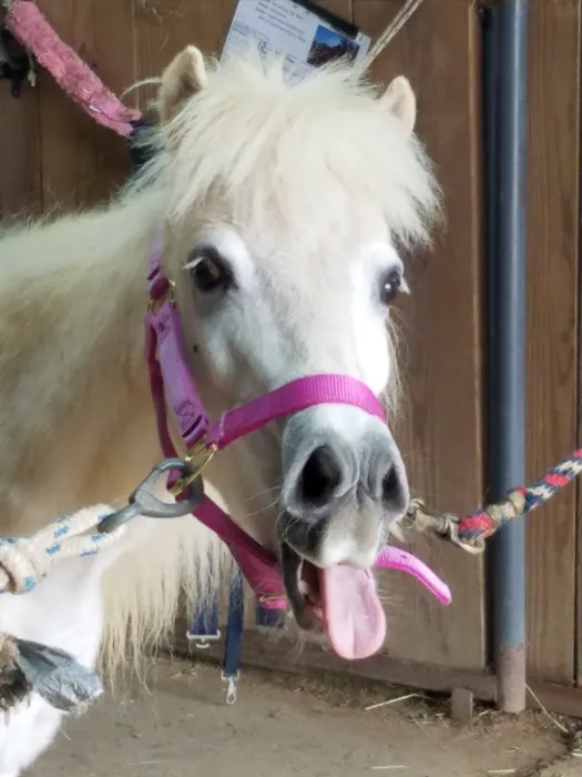 Neuse River Equine Hospital Picture 1