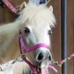 Neuse River Equine Hospital
