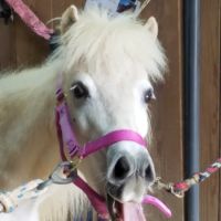 Neuse River Equine Hospital ico