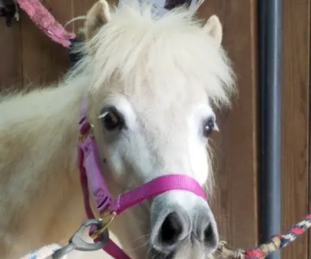 Neuse River Equine Hospital