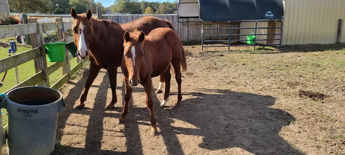 Neuse River Equine Hospital Picture 2