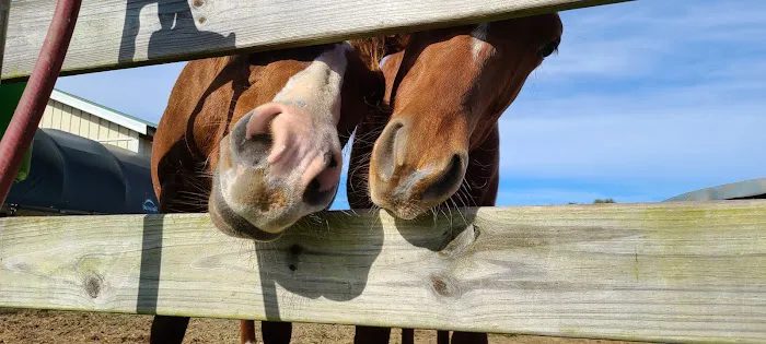 Neuse River Equine Hospital Picture 3