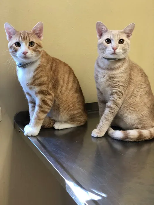 Capital Blvd Animal Hospital & Pet Inn Raleigh & Wake Forest Picture 1
