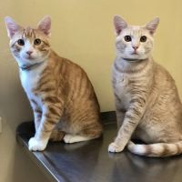 Capital Blvd Animal Hospital & Pet Inn Raleigh & Wake Forest ico