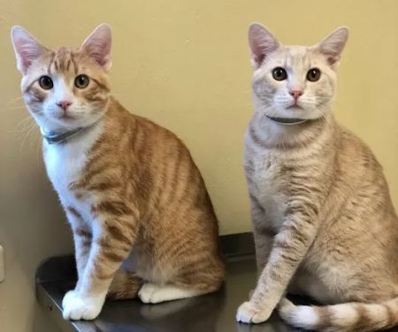 Capital Blvd Animal Hospital & Pet Inn Raleigh & Wake Forest