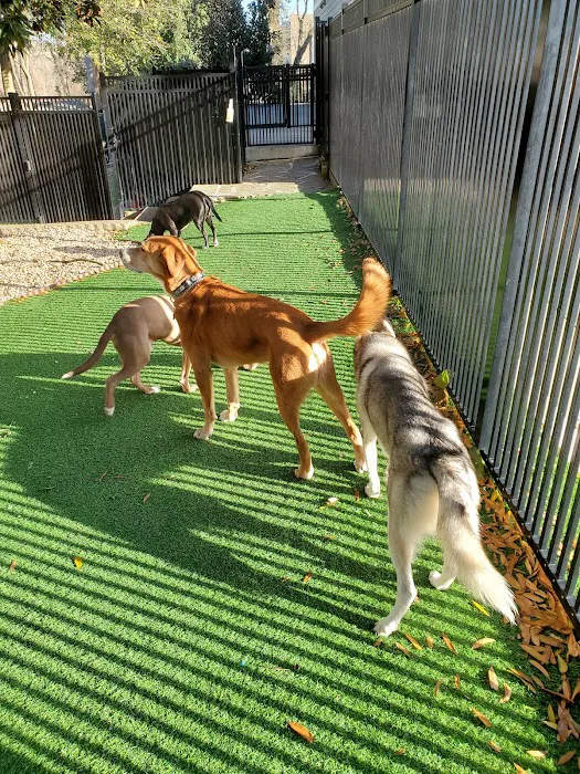 North Hills Animal Hospital & Resort Picture 4