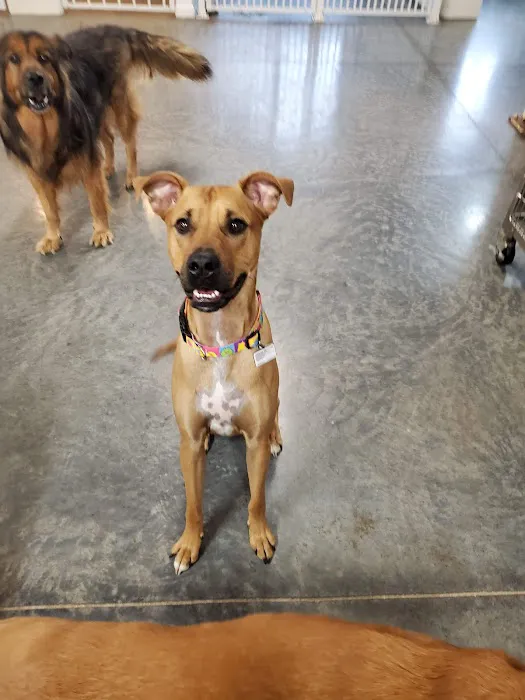 North Hills Animal Hospital & Resort Picture 1