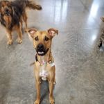 North Hills Animal Hospital & Resort