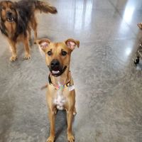 North Hills Animal Hospital & Resort ico