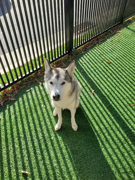 North Hills Animal Hospital & Resort Picture 9