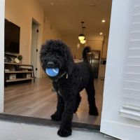 Preston Animal Hospital ico
