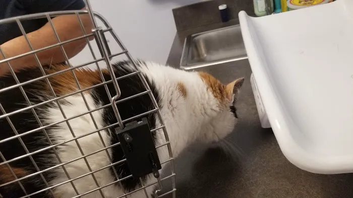 Morrisville Cat Hospital Picture 7