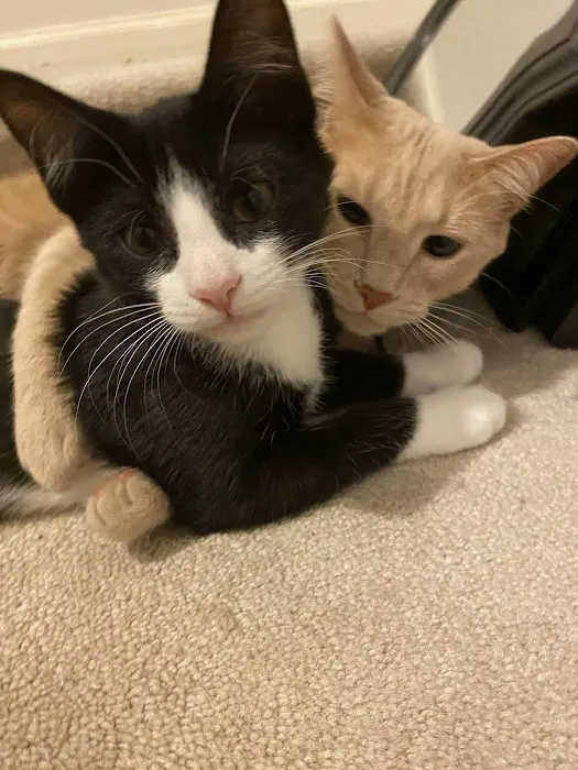 Morrisville Cat Hospital Picture 9